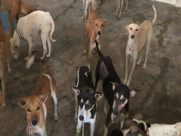 Delhi News dozen dogs brutally killed in Jamia Nagar, know the whole matter Delhi Crime News: दिल्ली में दर्दनाक घटना, जामिया नगर में दर्जन भर कुत्तों की बेरहमी से हत्या, जानें पूरा मामला