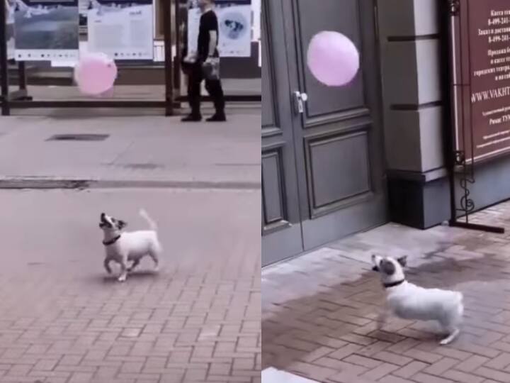 Dog playing with balloon video viral on social media मजेदार है ये कुत्ता! गुब्बारे के साथ खेलने का Video सोशल मीडिया पर हुआ वायरल, आप भी देखें