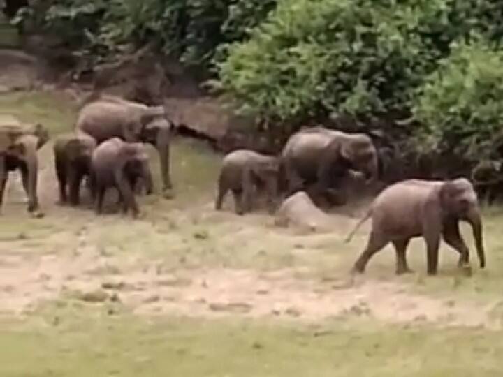 23 wild elephants camp at Coimbatore Azhiyar Dam கோவை ஆழியாறு அணையில் 23 காட்டு யானைகள் முகாம் ; சுற்றுலா பயணிகளுக்கு வனத்துறையினர் எச்சரிக்கை