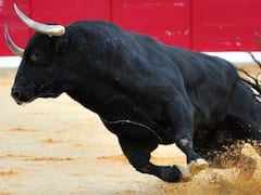 Bull Arrest : పిల్లాడ్ని హత్య చేసిన ఎద్దు - జైల్లో పెట్టిన పోలీసులు !