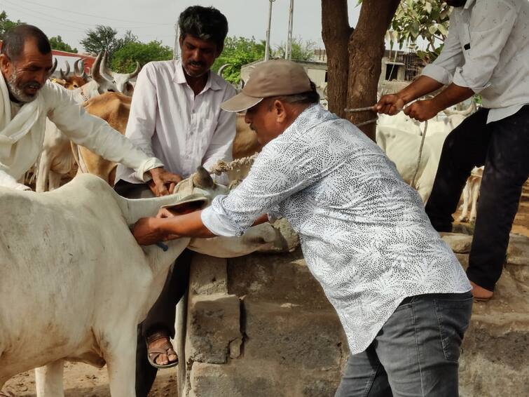 144 cattle died due to lumpy virus in Saurashtra Lumpy virus: સૌરાષ્ટ્રમાં લમ્પી વાઇરસનો કહેર યથાવત,144 પશુઓના મોત થતા હાહાકાર