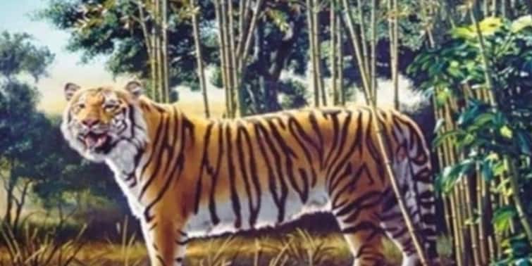 Optical Illusion Can You Find The Second Tiger In This Picture Optical Illusion : এই ছবিতে কটি বাঘ দেখতে পাচ্ছেন আপনি? এতেই বোঝা যাবে কতটা মনোযোগী আপনি