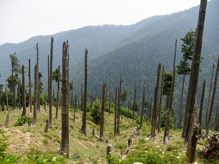 Environmentalists Continue Tapovan Protest As Nashik NMC Struggles To Reach Resolution
