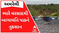 Amreli: ભારે પવન સાથે ખાબકેલા વરસાદથી બાગાયતી પાકને થયું ભારે નુકસાન, જુઓ વીડિયો