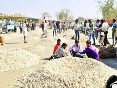 Rajasthan News: राजस्थान सरकार राज्य सभा चुनाव में व्यस्त, नहीं हो रही लहसुन की खरीदी, कम दाम पर बेच रहे किसान