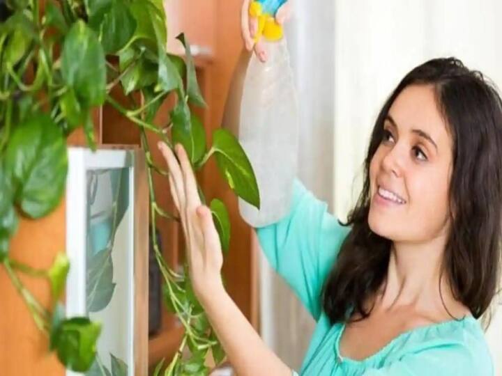 Vastu Tips: In Which Direction Should You Put Money Plant For Prosperity And Fortune? Vastu : வீட்டில் மணி பிளாண்ட் வைக்க போறீங்களா ? அப்போ இந்த வாஸ்து டிப்ஸை கடைபிடிக்கலாம்..