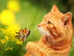 What Colours Do Animals See? Study Throws Light On Animal Vision