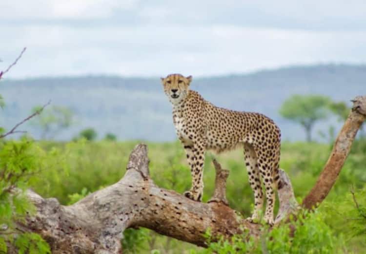 Environment Ministry plans to bring extinct Cheetah from South Africa to India தென்னாப்பிரிக்காவில் இருந்து இந்தியாவுக்கு கொண்டுவரப்படும் சிறுத்தைப்புலிகள்.. காரணம் இதுதான்..