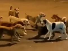 Viral Video: कुत्तों के बीच होने वाली थी ‘Gangwar’, फिर कैसे हो गई सुलह?