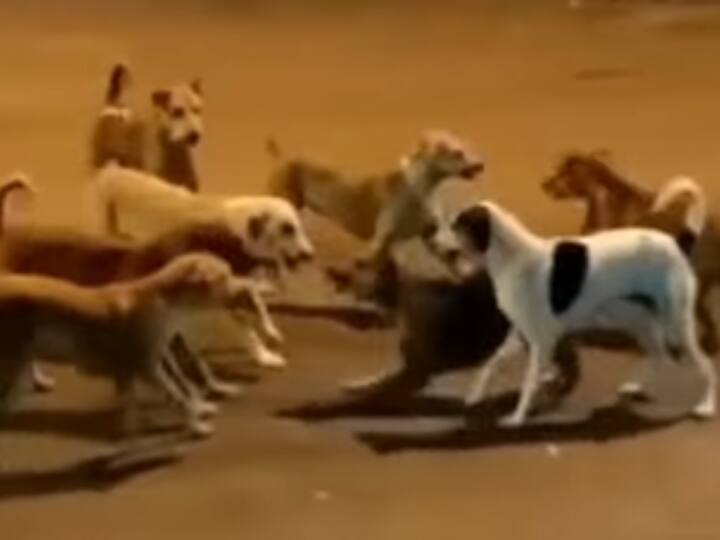 Gangwar between dogs video viral on social media Viral Video: कुत्तों के बीच होने वाली थी ‘Gangwar’, फिर कैसे हो गई सुलह?