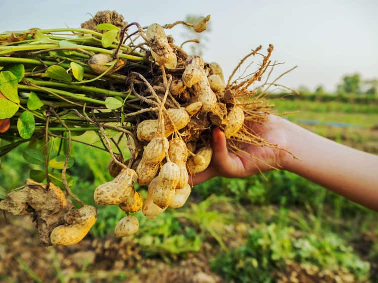 Nizamabad The arrival of a discounted price is a concern for peanut farmers Nizamabad News: వరితో ఉరే అంటే వేరుశనగ వేశాం- అది కూడా ప్రాణాలు తీస్తోందంటున్న రైతులు