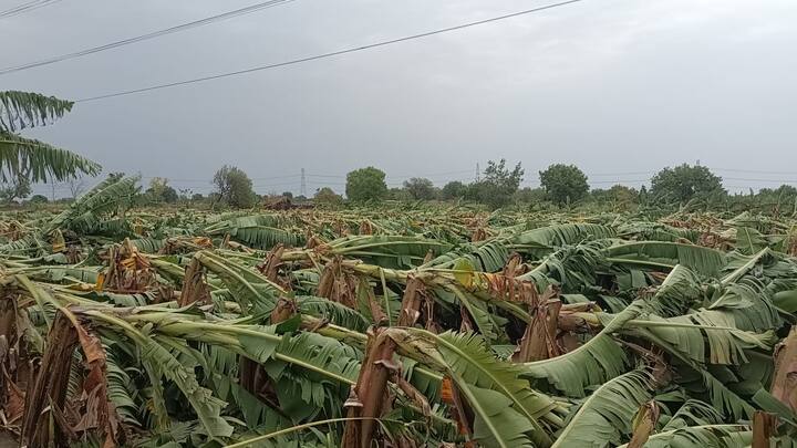 परंतु काल (8 जून) झालेल्या वादळी वारा मध्ये या भागातील शेकडो एकर शेत जमिनीवरील केळीच्या बागा जमीनदोस्त झाल्या आहेत