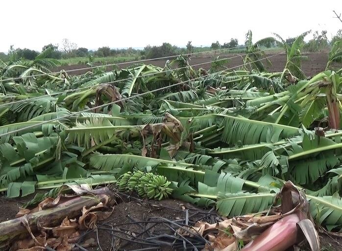 Hingoli News : हिंगोलीत पावसाचा शेतकऱ्यांना मोठा फटका, 500 हेक्टरवरील केळीच्या बागा जमीनदोस्त 