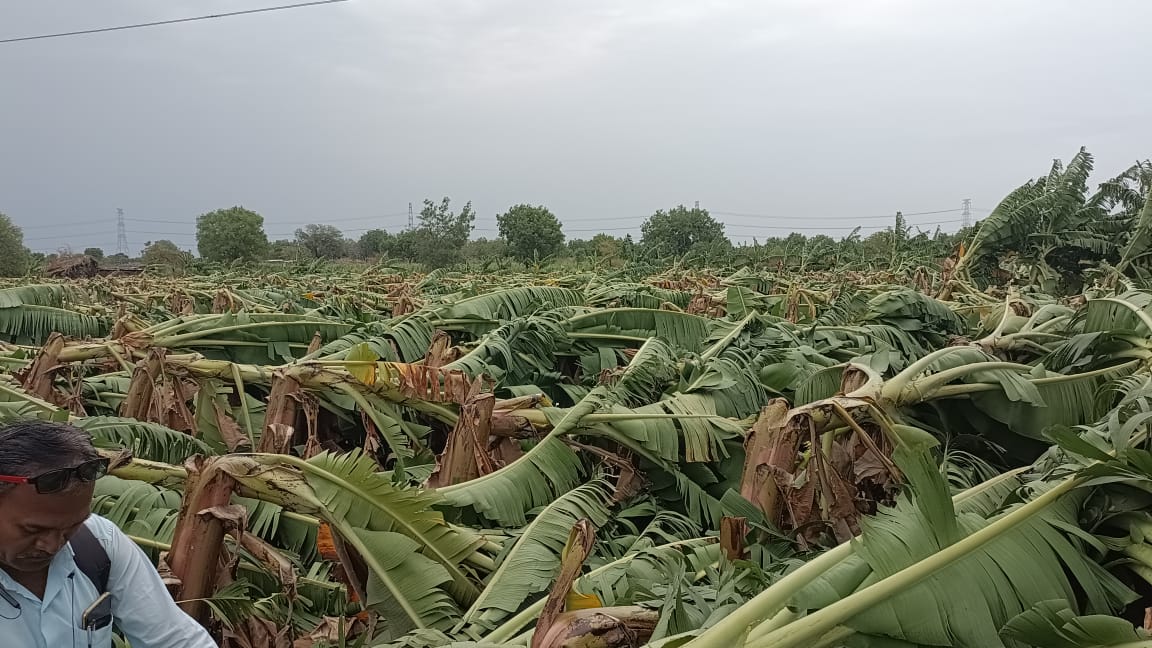 Monsoon News : राज्याच्या विविध भागात पावसाची हजेरी, हिंगोलीत केळीच्या बागा जमीनदोस्त, शेतकऱ्यांना मोठा फटका 