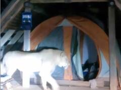 Viral Video: जंगल में लगे कैंप में शिकार करने घुसी भूखी शेरनी, वीडियो देख सहम जाएंगे आप