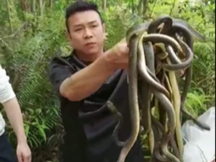 Man took a bunch of live snakes in his hands video viral on social media Viral Video: शख्स ने जिंदा सांपों के झुंड को लिया हाथों में, फिर जो हुआ उसे देख हैरान हो जाएंगे आप