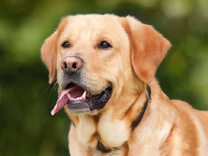 Dehradun News Now it will be action to keep a pet dog without a license ANN Dehradun News: अब बिना लाइसेंस के पालतू कुत्ता रखना पड़ेगा भारी, देहरादून नगर निगम ने लिया ये बड़ा फैसला