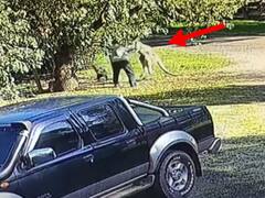 Watch: कुत्ते को बचाने के लिए Kangaroo से भिड़ा शख्स, वायरल वीडियो में देखिए हाथापाई
