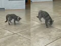 Cat Dancing: मस्तमौला बिल्ली के डांस पर फिदा हुई इंटरनेट की जनता, आप भी देखिए ये Viral Video