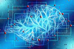 মস্তিষ্কের বয়স ঠেকাতে খান এই খাবারগুলো