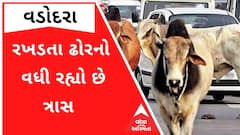 Vadodara: PM મોદીના કાર્યક્રમ સ્થળ નજીક રખડતા ઢોરનો આતંક, જુઓ CCTV ફુટેજ