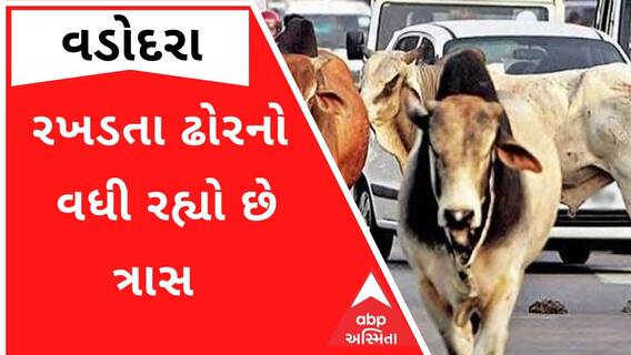 Vadodara: PM મોદીના કાર્યક્રમ સ્થળ નજીક રખડતા ઢોરનો આતંક, જુઓ CCTV ફુટેજ