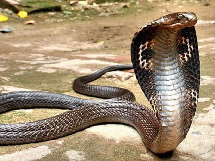 Jharkhand Death due to snake bite, in the hope of miracle family kept treating the child body in dhanbad Jharkhand: सांप के काटने से हो चुकी थी मौत, चमत्कार की उम्मीद में बच्चे के शव का इलाज करते रहे परिजन, जानें बड़ी बात