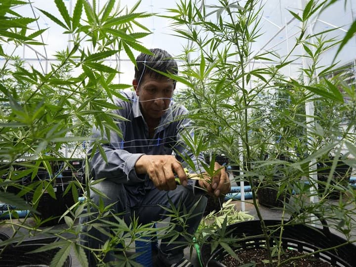 The Thai government lifts the ban on cannabis for medical use தங்கம் மாதிரிதான் கஞ்சாவும்..  சாகுபடியை தொடங்கிய தாய்லாந்து! இந்தக்கதை தெரியுமா?