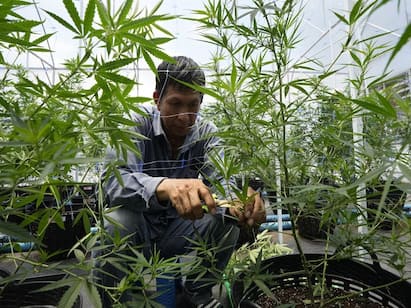 The Thai government lifts the ban on cannabis for medical use தங்கம் மாதிரிதான் கஞ்சாவும்..  சாகுபடியை தொடங்கிய தாய்லாந்து! இந்தக்கதை தெரியுமா?