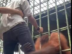 Zoo Orangutan : ప్లీజ్.. వదిలెయ్ మరోసారి దగ్గరకు రాను ! 