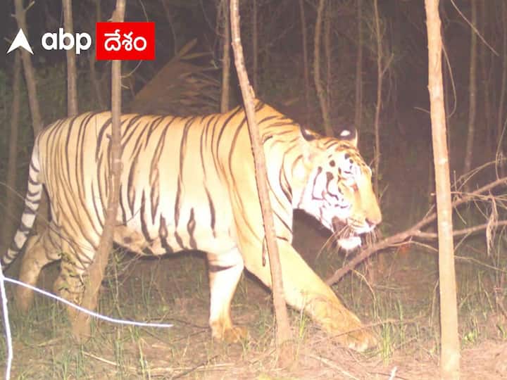 kakinada: Tiger Footprints appears in eleshwaram mandal of lingamparthi Kakinada Tiger: ఇంకా వీడని పులి బెడద! ఈ ప్రాంతంలో కొత్తగా పాదముద్రలు, ఎటు వెళ్లిందో చెప్పిన అధికారులు