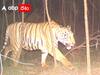 Kakinada Tiger: ఇంకా వీడని పులి బెడద! ఈ ప్రాంతంలో కొత్తగా పాదముద్రలు, ఎటు వెళ్లిందో చెప్పిన అధికారులు