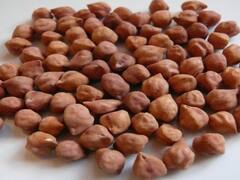 Agriculture News : अमरावतीत नाफेडकडून हरभरा खरेदी बंद, शेतकरी अडचणीत, बच्चू कडूंनी मांडली भूमिका  