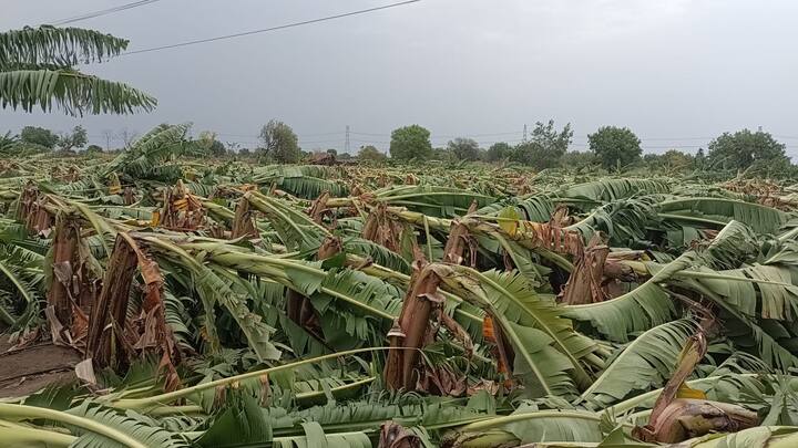या बागांसोबत शेतकऱ्यांचे स्वप्न सुद्धा नष्ट झाली आहेत त्यामुळे शेतकऱ्यांच्या डोळ्यात पाणी आहे.