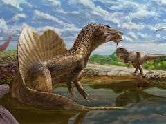 Huge Meat-Eating Dinosaur Newly Identified From Egypt's Sahara Desert