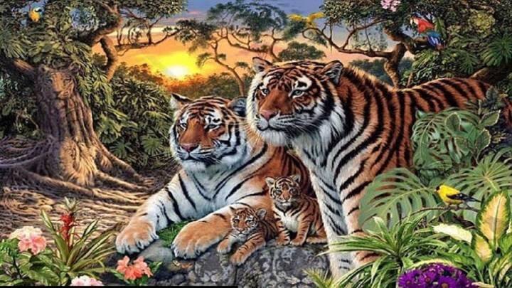 optical illusion image 16 tigers hide in this picture can you find Optical Illusion: ১৬টি বাঘ রয়েছে একটি ছবিতেই, খুঁজে পাননি অনেকেই আপনি পারবেন? 