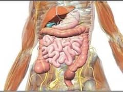 Fatty Liver: লক্ষ্মণ এড়ালে মারাত্মক বিপদ, প্রাণঘাতী হতে পারে ফ্যাটি লিভার