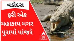 Vadodara: આ ગામમાંથી વધુ એક મગર પુરાયો પાંજરે, જુઓ વીડિયો