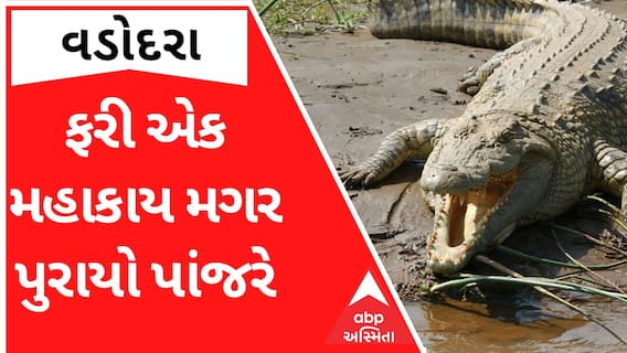 Vadodara: આ ગામમાંથી વધુ એક મગર પુરાયો પાંજરે, જુઓ વીડિયો