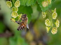 Bees: ఇకపై కాలిఫోర్నియాలో తేనెటీగలు చేపలతో సమానం, తేల్చి చెప్పిన కోర్టు, అసలు కథేంటంటే