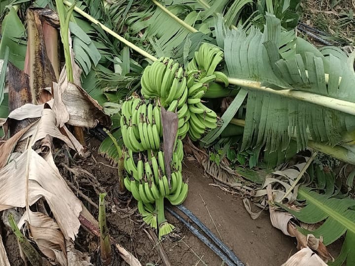 Rain in different parts of the state, huge loss to banana farmers Monsoon News : राज्याच्या विविध भागात पावसाची हजेरी, हिंगोलीत केळीच्या बागा जमीनदोस्त, शेतकऱ्यांना मोठा फटका 