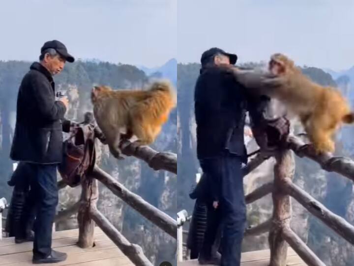 Monkey slaps man video viral on social media Viral Video: बंदर के गुस्से का शिकार हुआ ये शख्स, पड़ा जोरदार थप्पड़, देखें फनी वीडियो