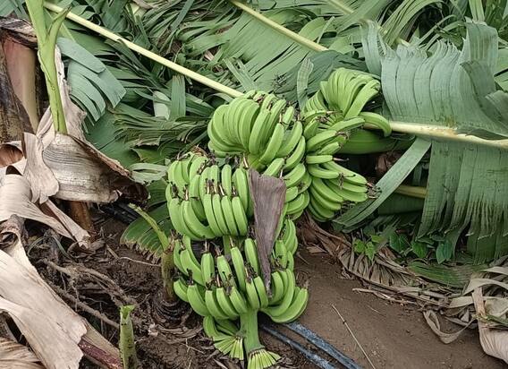 500 हेक्टरवरील केळीच्या बागा उद्ध्वस्त