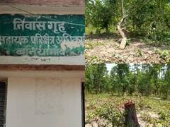 In Pics: बस्तर में वन अधिकार पट्टा के लालच में हरे-भरे पेड़ों की बलि, वन विभाग मौन