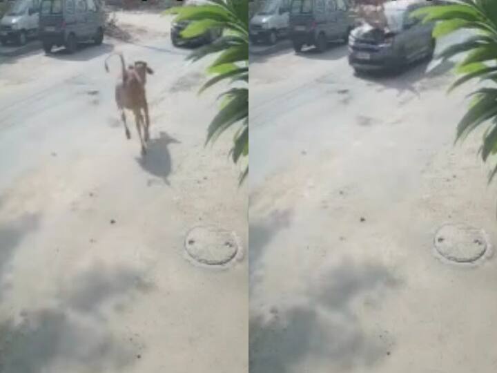 Vadodara News: पीएम मोदी के कार्यक्रम स्थल के पास कार से टकराई गाय, दो लोग घायल, सीसीटीवी फुटेज वायरल Vadodara Cow collides with car near PM Modi venue Two Injured CCTV footage of incident goes viral ANN Vadodara News: पीएम मोदी के कार्यक्रम स्थल के पास कार से टकराई गाय, दो लोग घायल, सीसीटीवी फुटेज वायरल