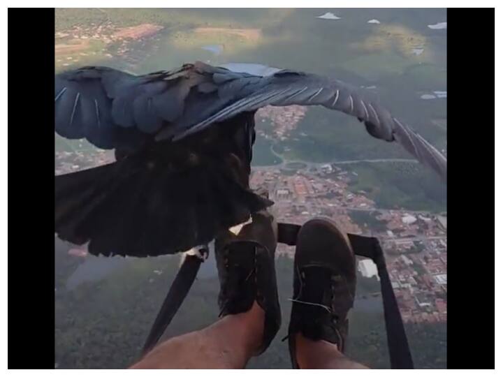 WATCH | Video Of Man Paragliding With Vulture Goes Viral. Netizens Call It 'Magical'