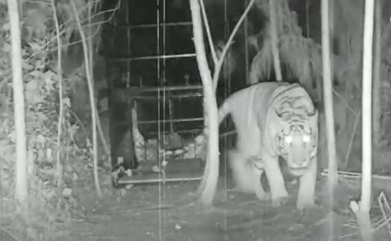 Kakinada Tiger Fear : కాకినాడ జిల్లాలో పరుగులు పెట్టిస్తున్న పులి | ABP Desam