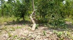 In Pics: बस्तर में वन अधिकार पट्टा के लालच में हरे-भरे पेड़ों की बलि, वन विभाग मौन