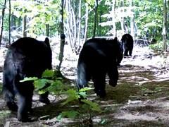 Watch: जंगल में टहलते कैमरे में कैद हुई Bear Family, आप भी देखिए ये Video