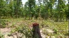 In Pics: बस्तर में वन अधिकार पट्टा के लालच में हरे-भरे पेड़ों की बलि, वन विभाग मौन